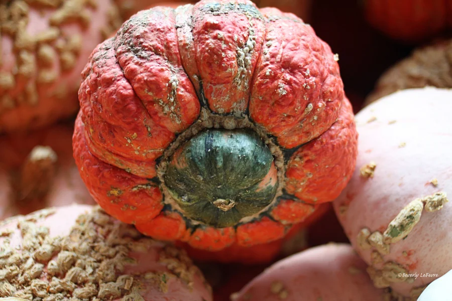 gourds