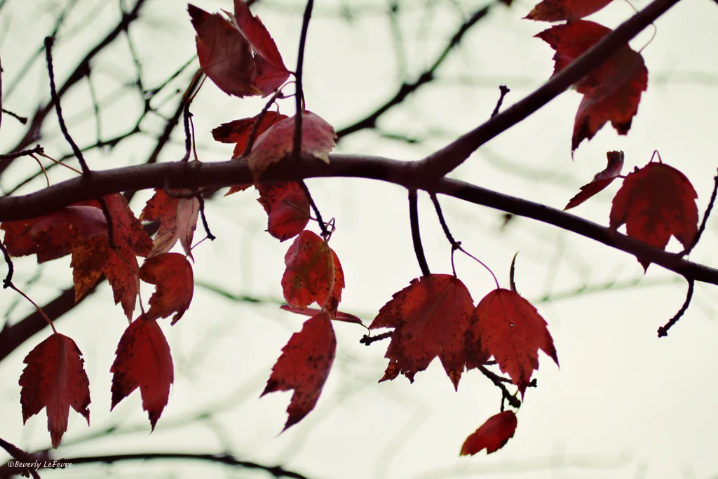 leaves