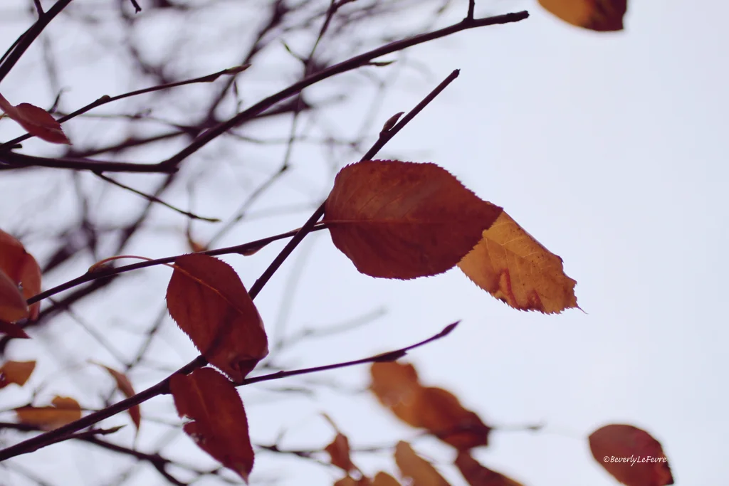 yellow and red leaves