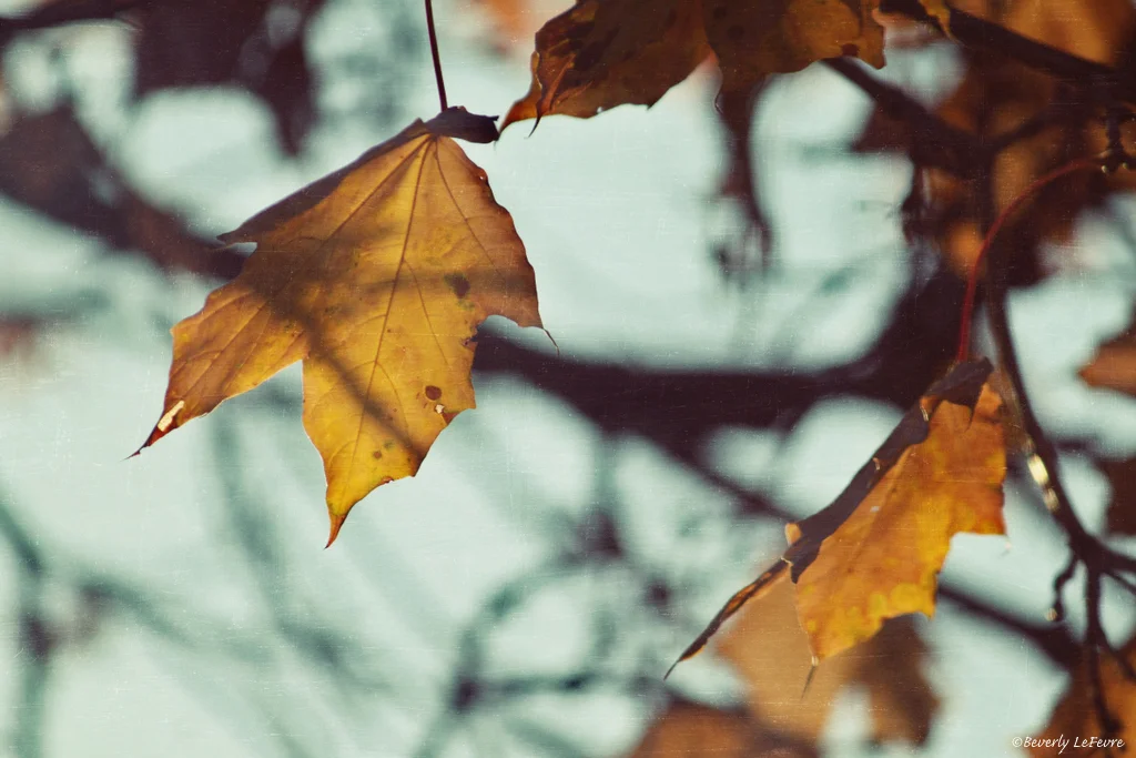 yellow leaves