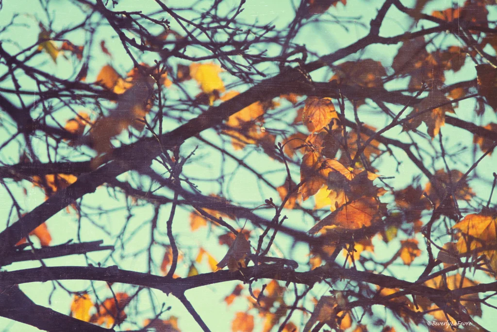 yellow leaves blue sky