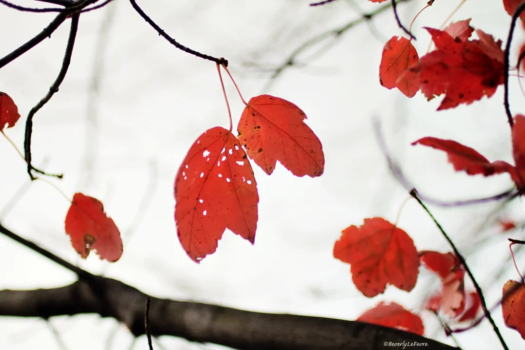 red leaves