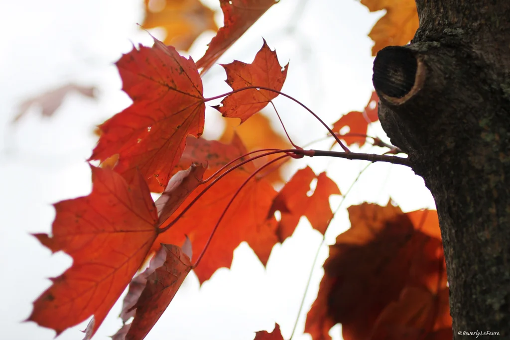 orange and yellow leaves