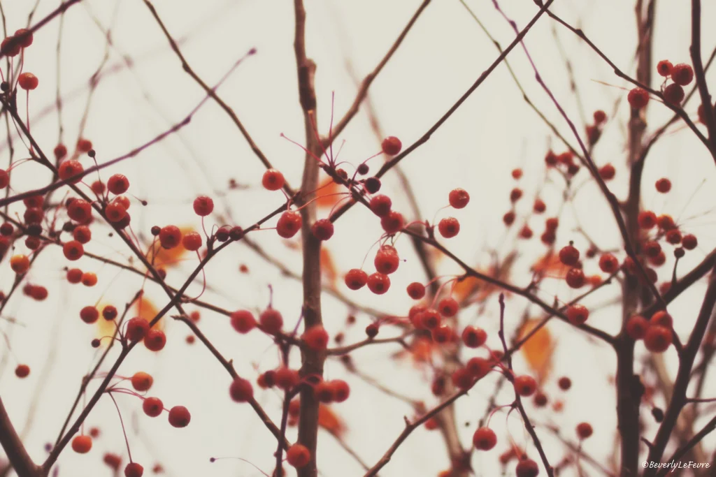 autumn berries