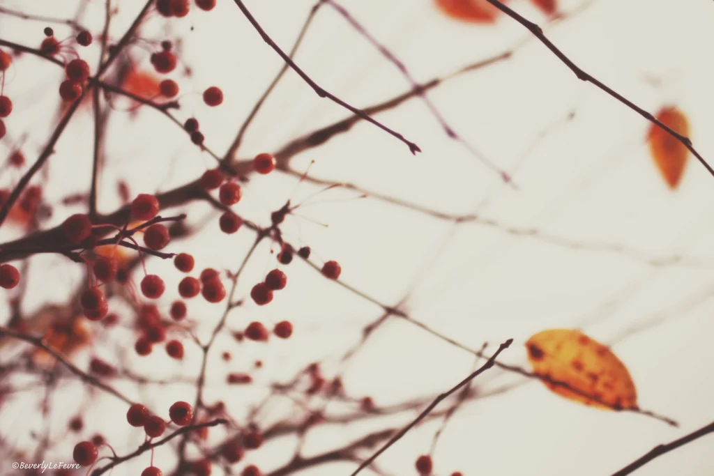 autumn berries and leaves