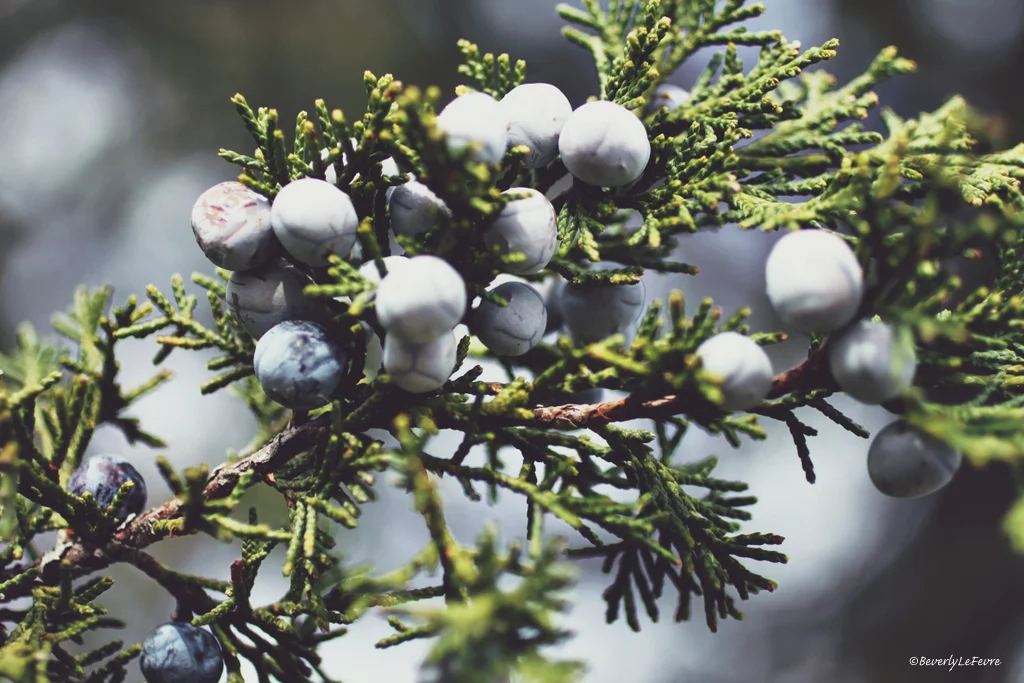 juniper