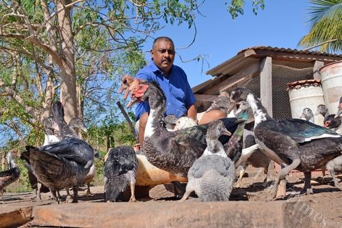  Ravin Kumar feeds his ducks at Navau, Ba. Picture: BALJEET SINGH