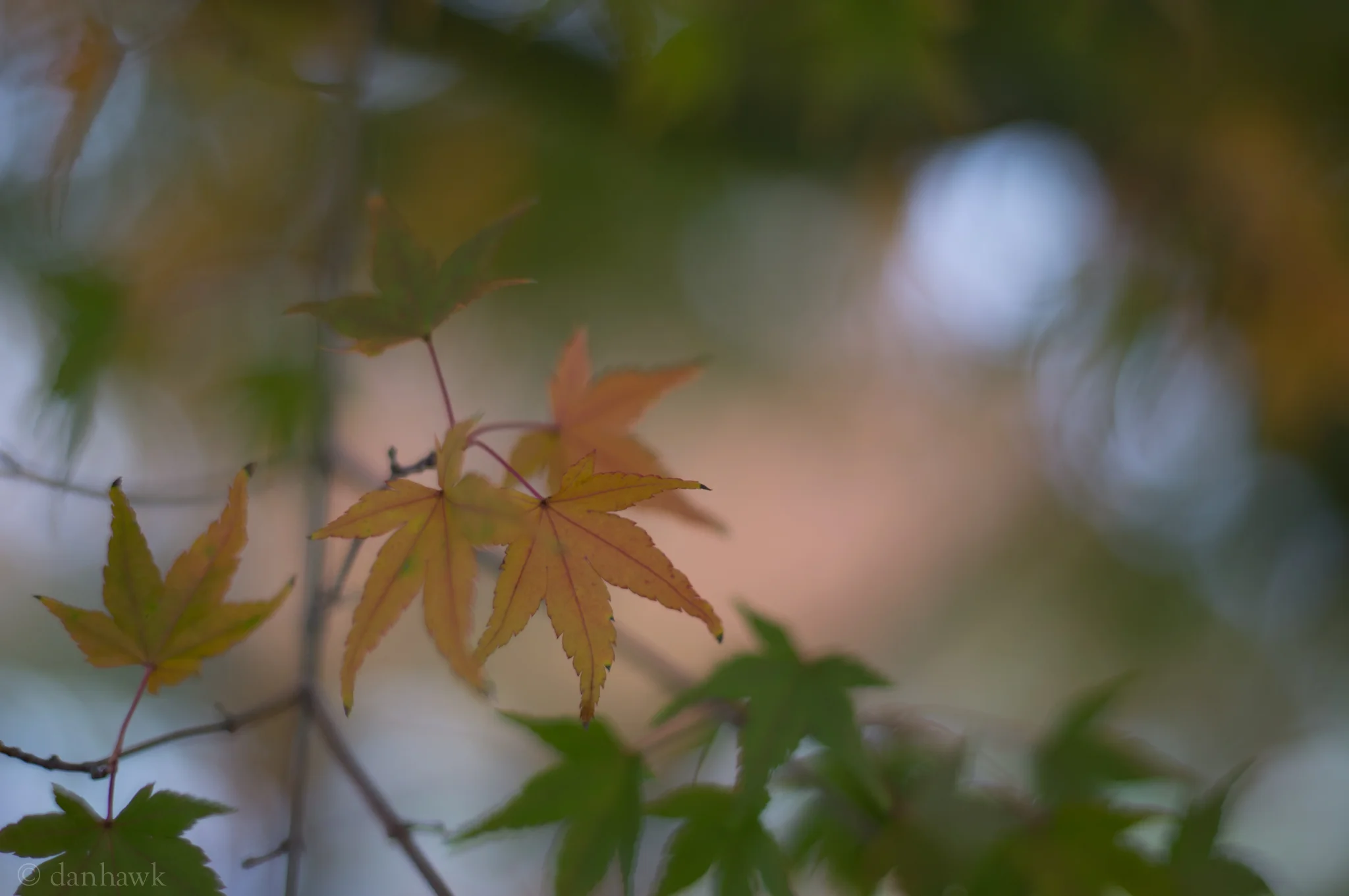 Olympus 50mm F/1.8