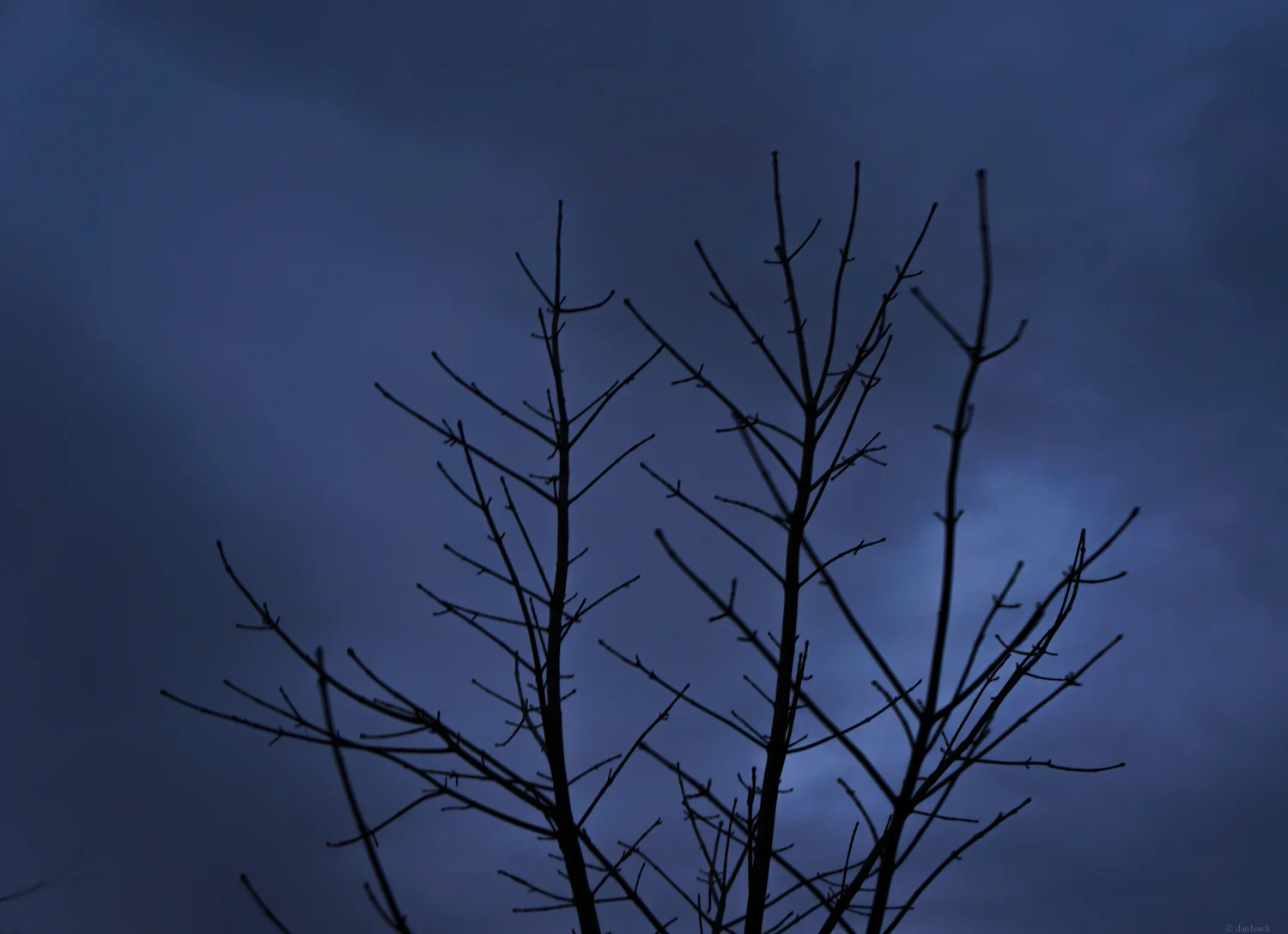 And Branches | 365 Project | Jan 5th, 2013