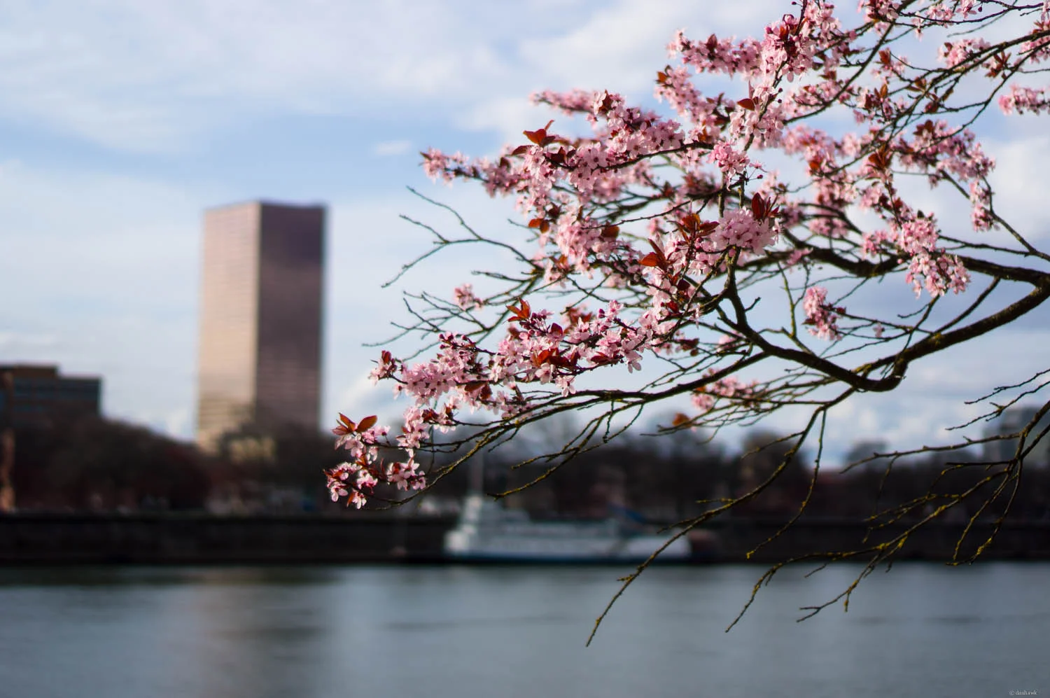 Spring in Portland | 365 Project | January 15th, 2013 | 35mm, f/1.8, ISO 100, 1/4000