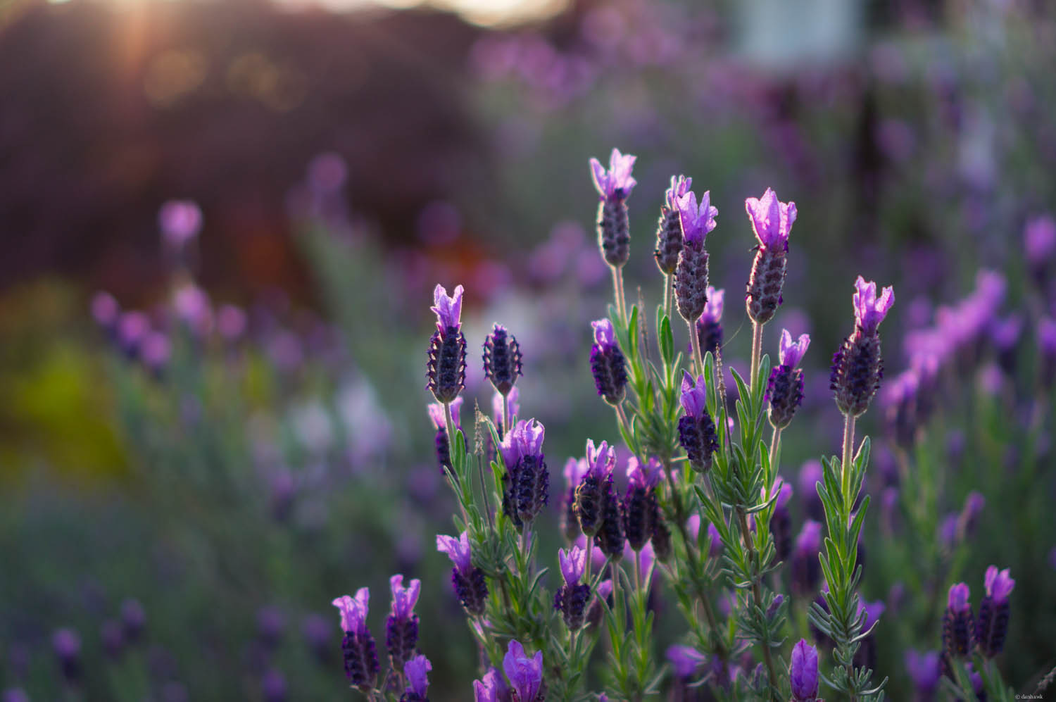 Purpleness.jpg