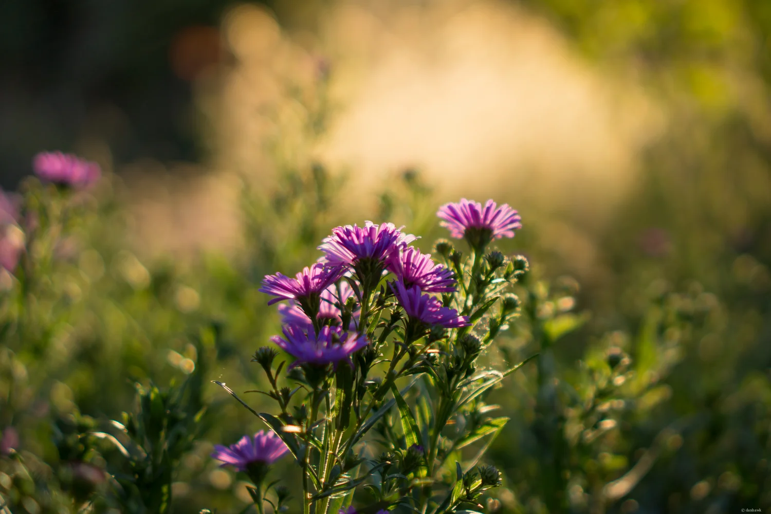 My Favorite Kind of Light | 365 Project | August 3rd, 2013 | 35mm, f/1.8, ISO 100, 1/800