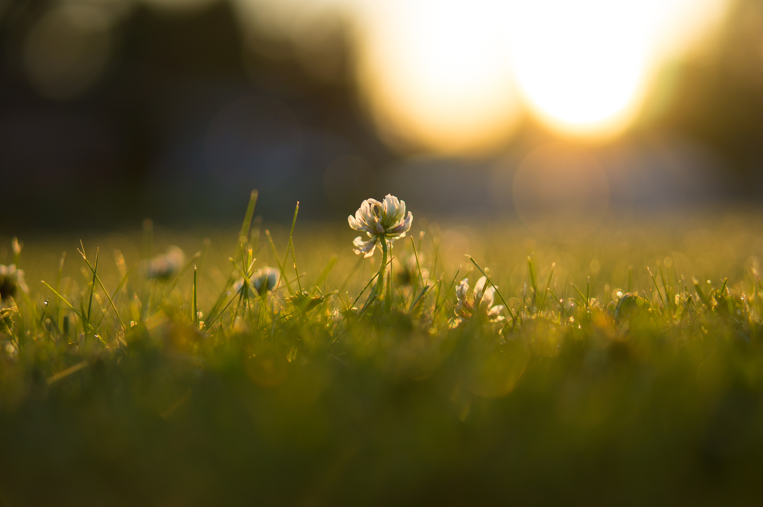 Clover Sunrise.jpg