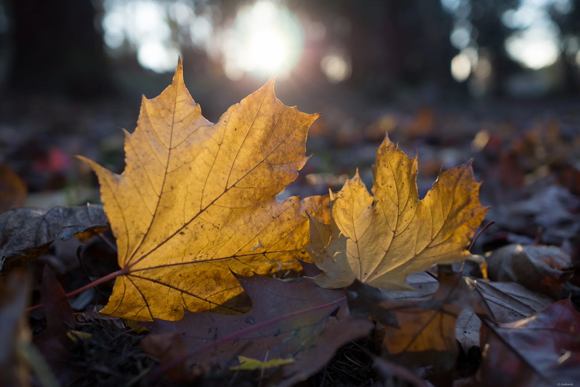 Early Dusk | 24mm, f/2.2, ISO 100, 1/160 Downloads | 5k Desktop | iOS/Mobile | 