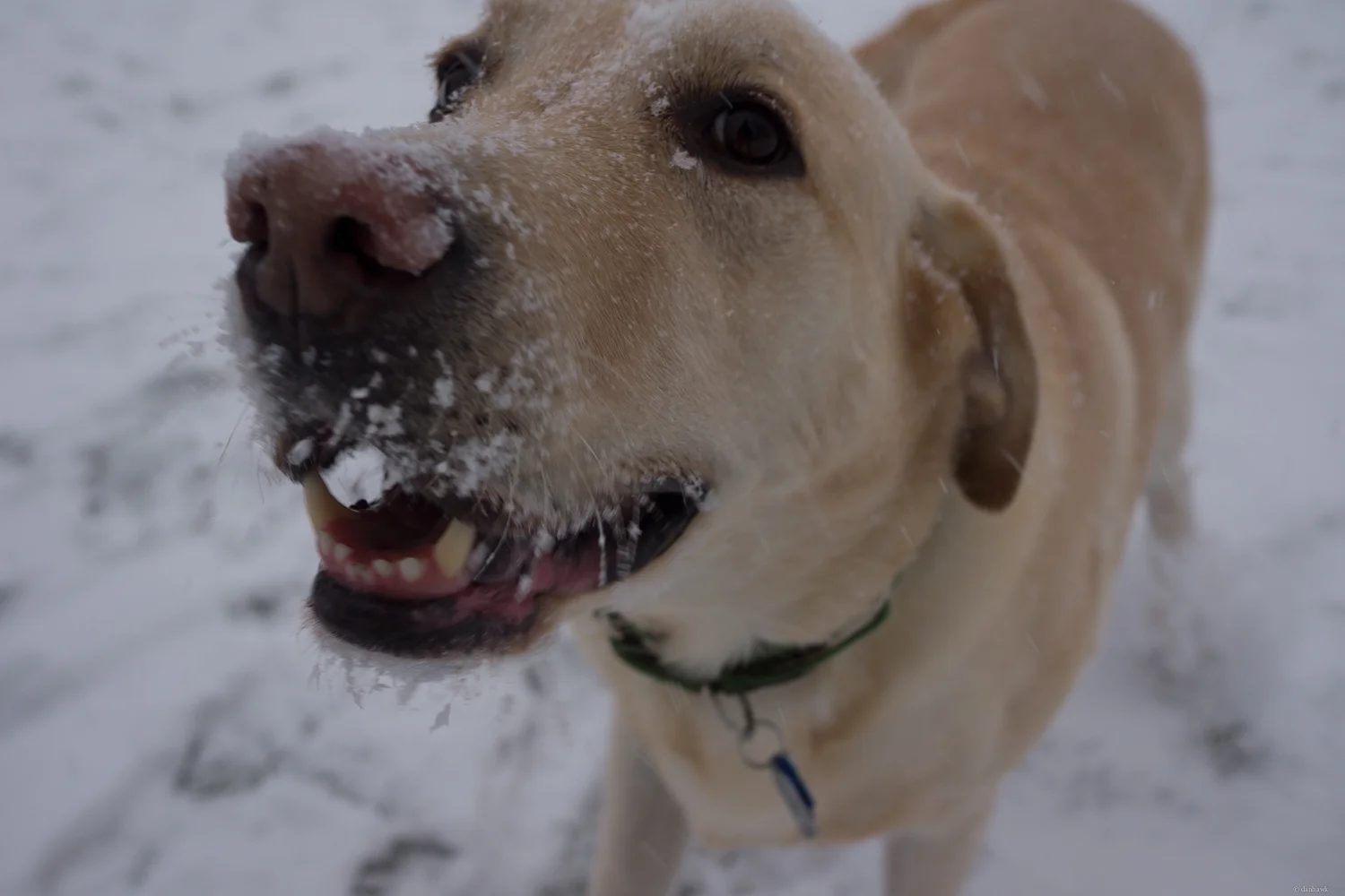 This Dog Loves Snow