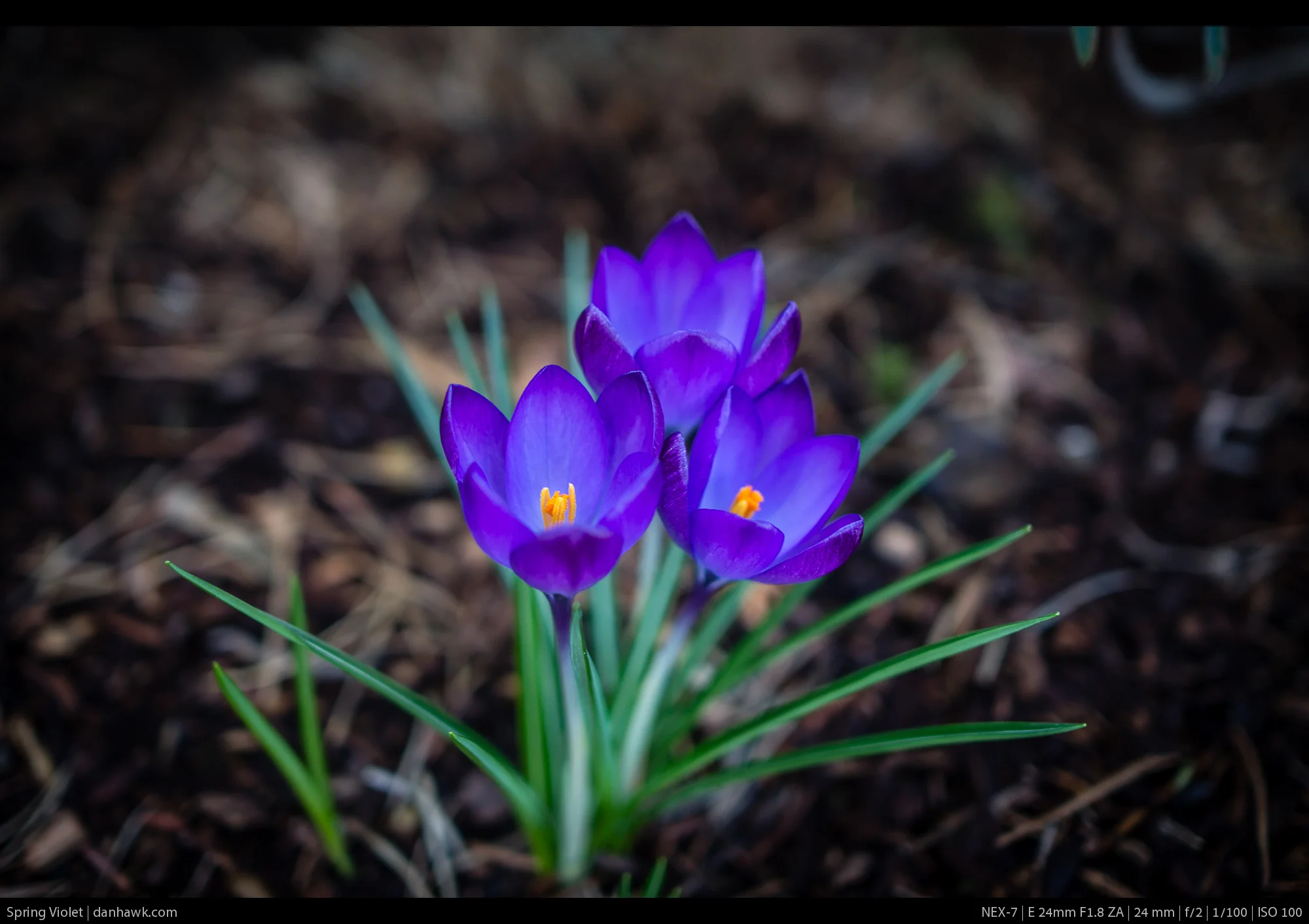 Spring Violet