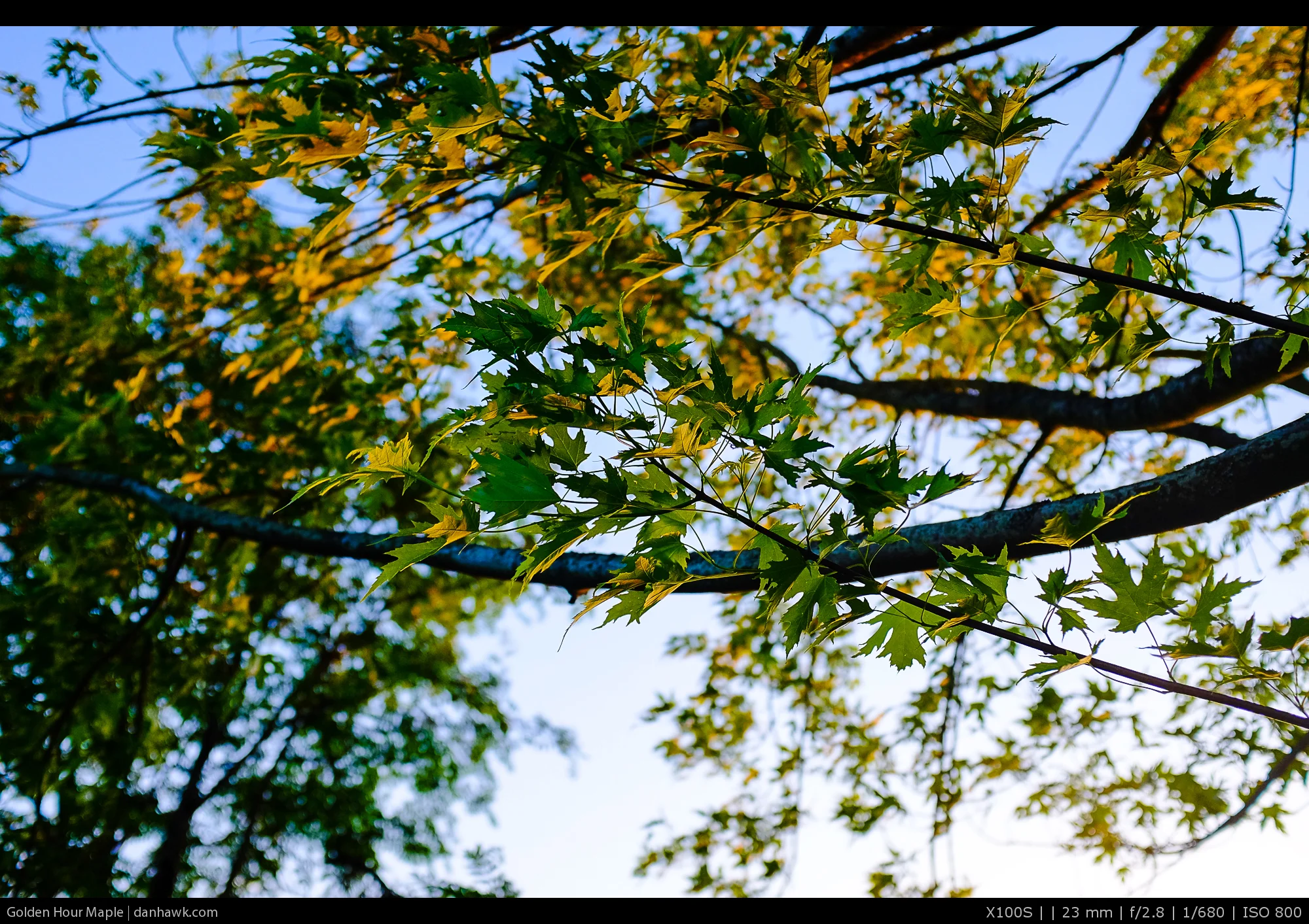 Golden Hour Maple