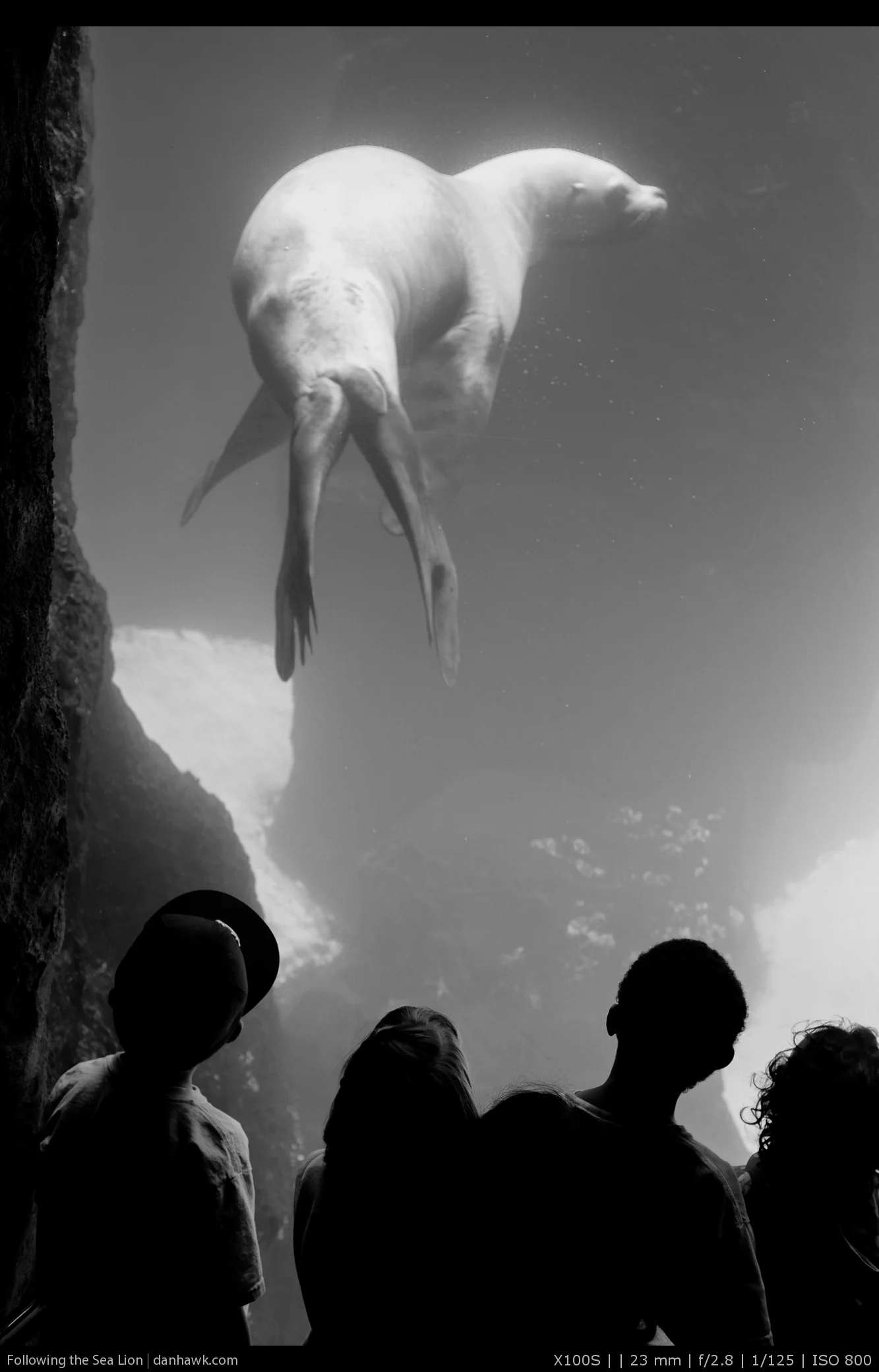 Following the Sea Lion