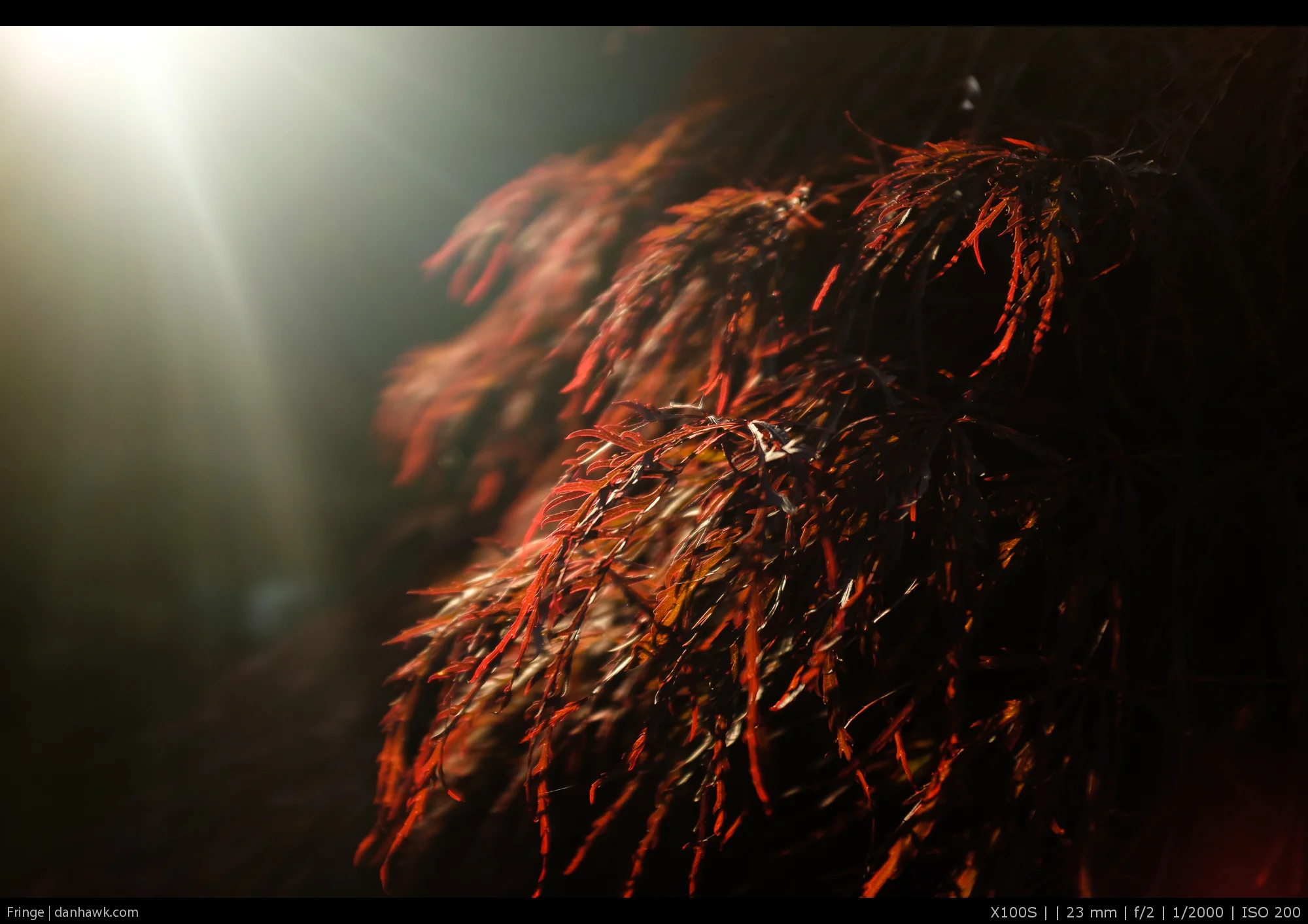 Fringe