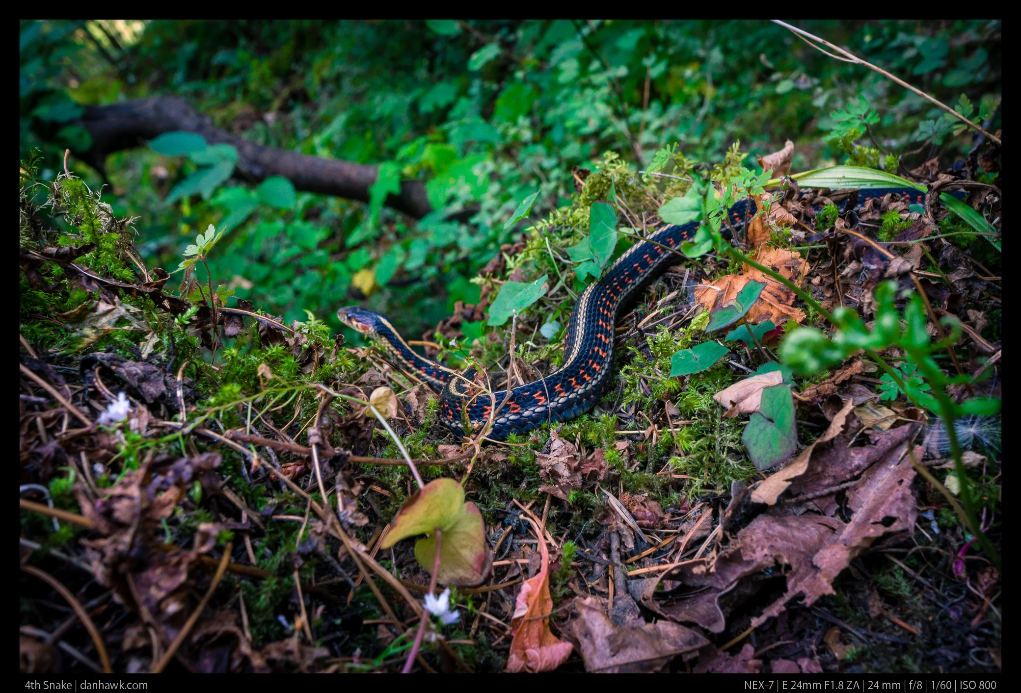 4th Snake