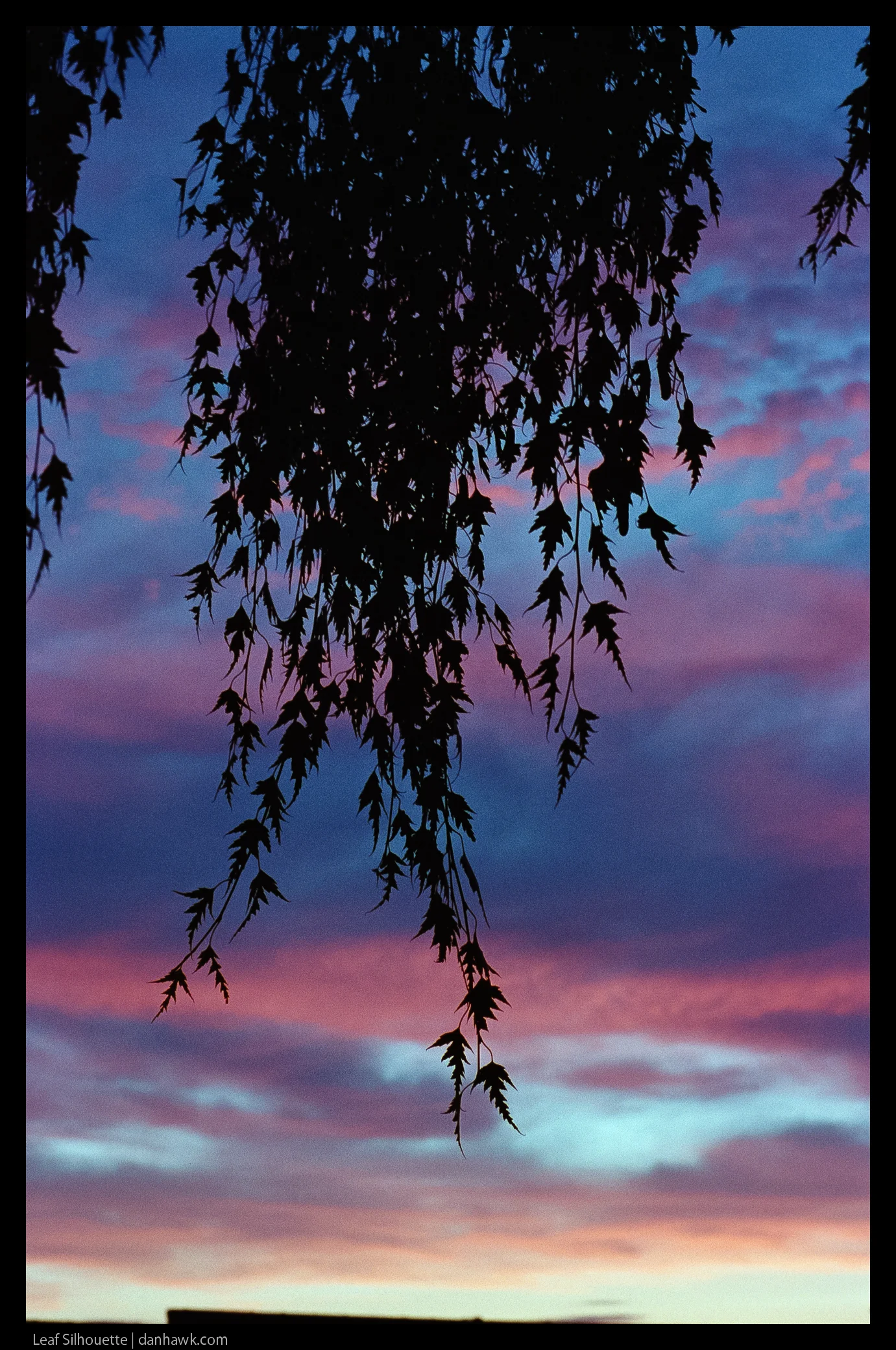 Leaf Silhouette