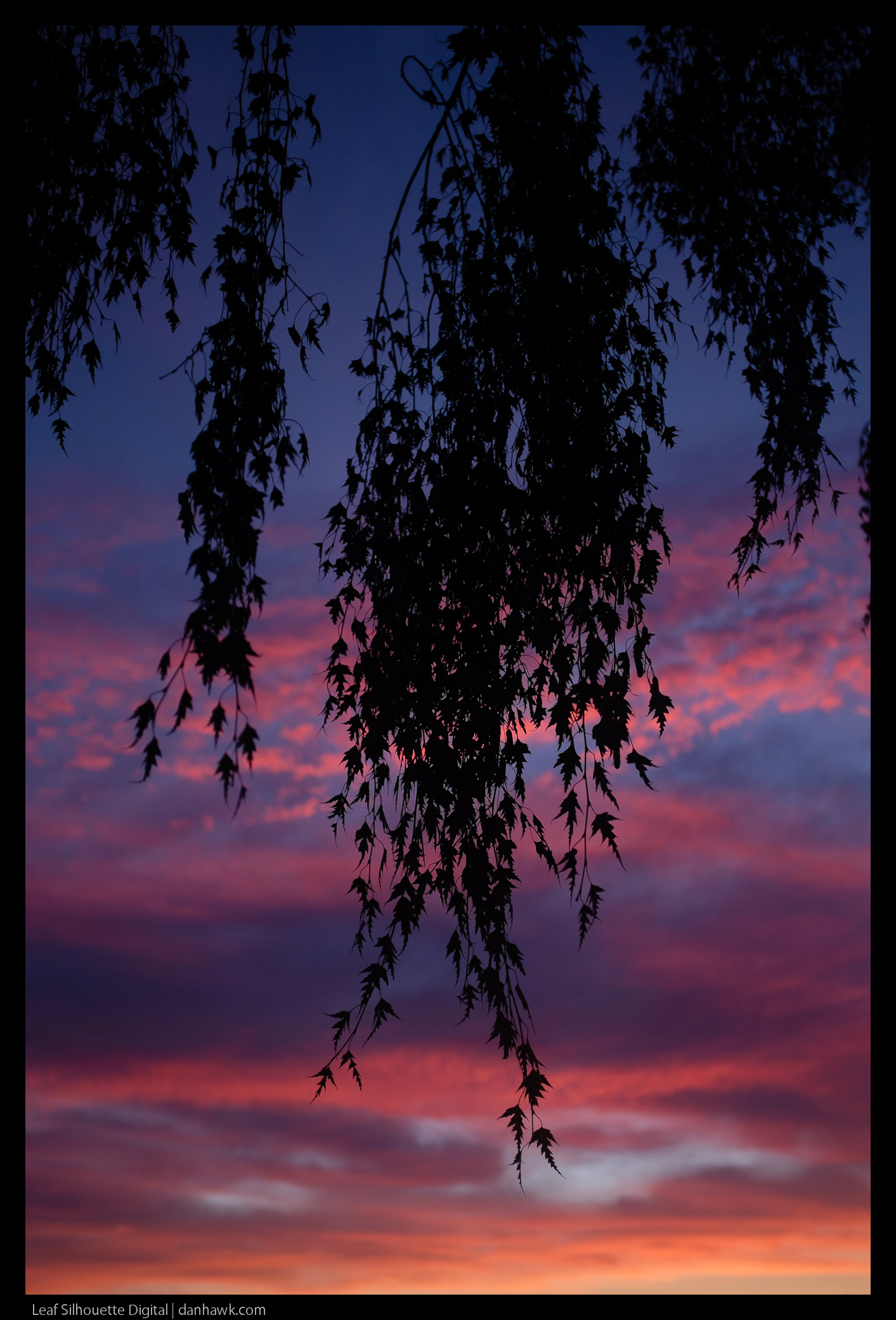 Leaf Silhouette Digital
