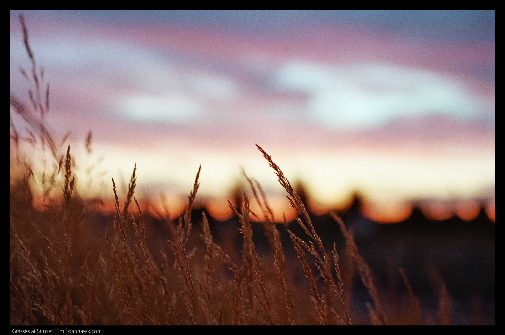Grasses at Sunset Film