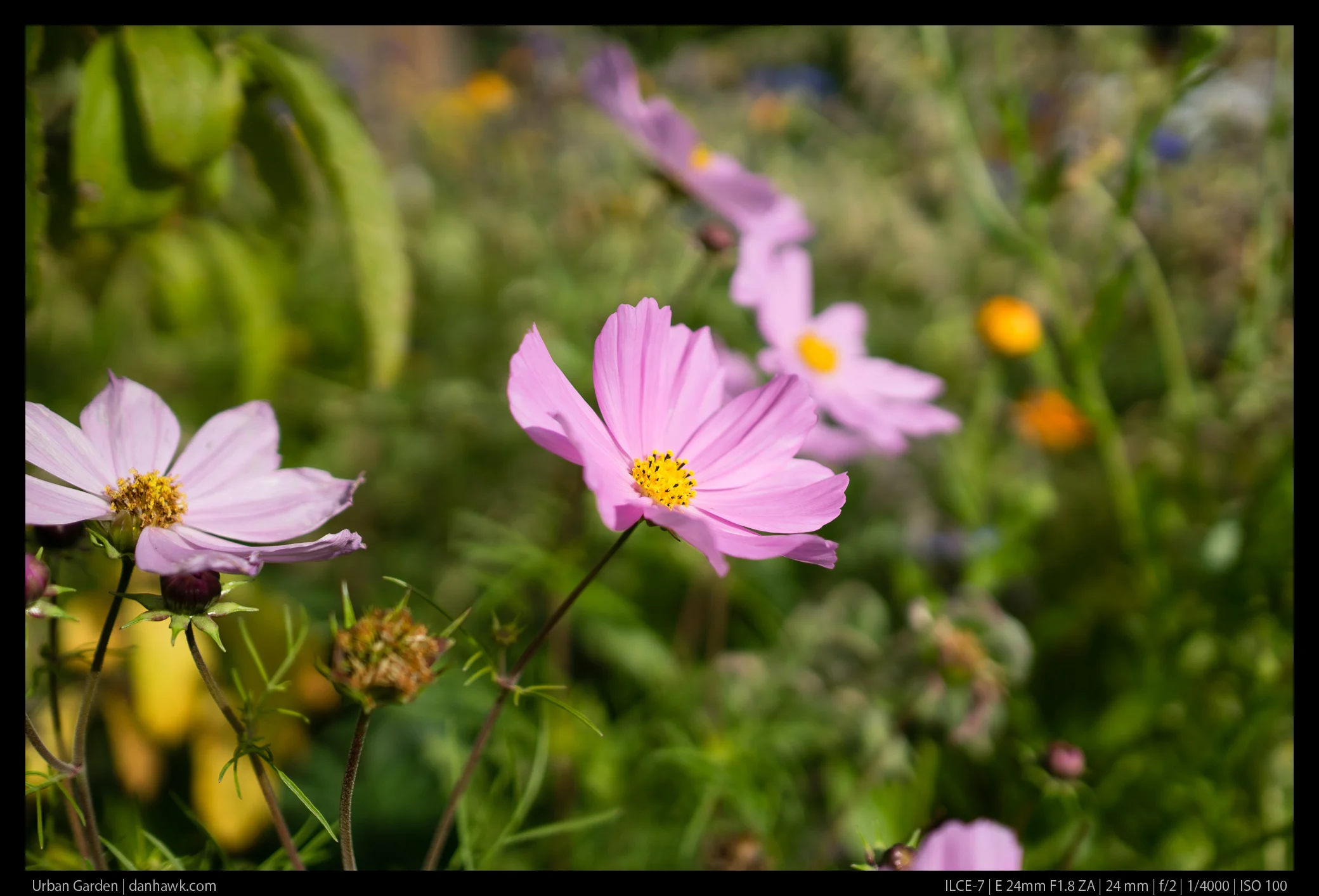 Urban Garden