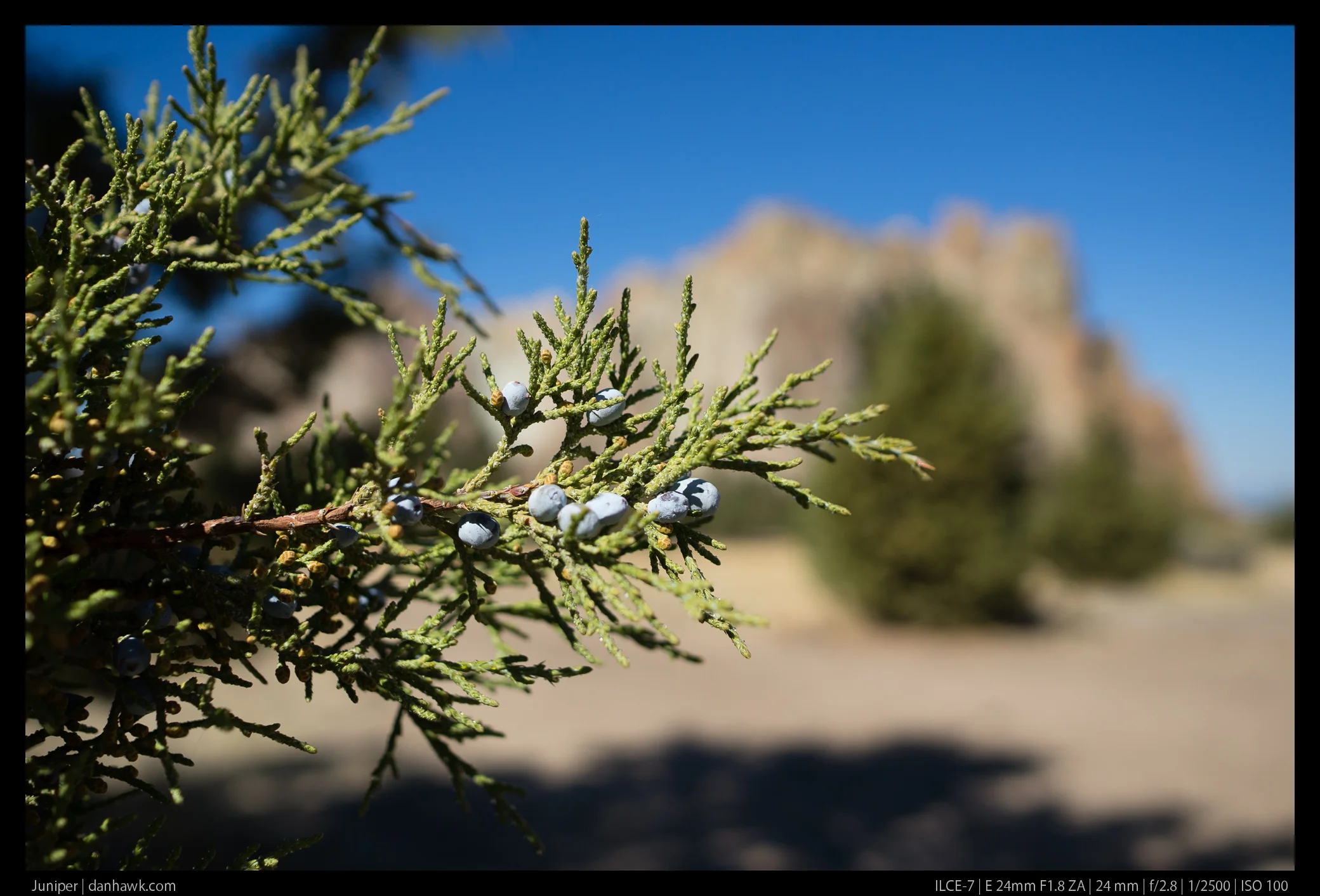 Juniper