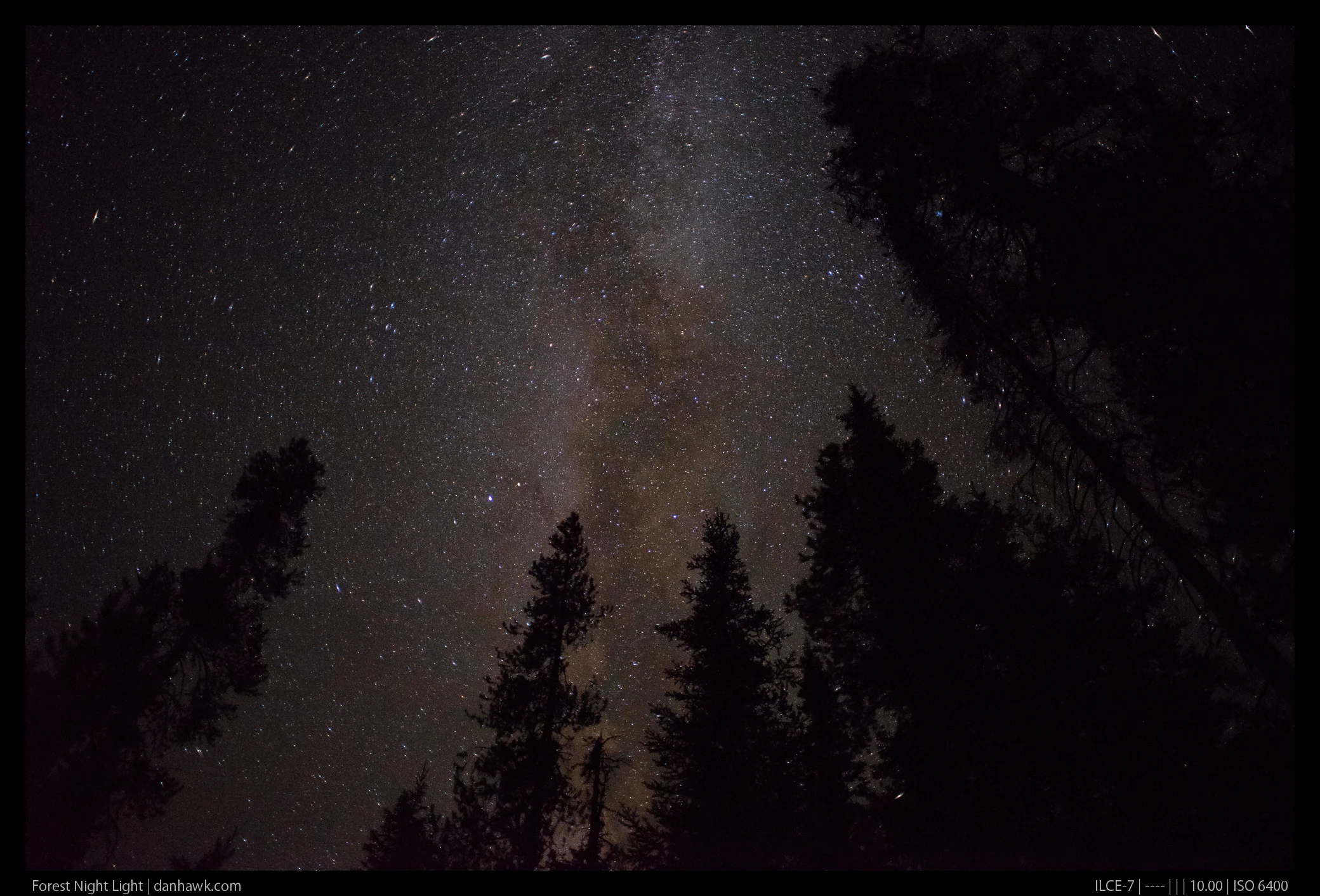 Forest Night Light