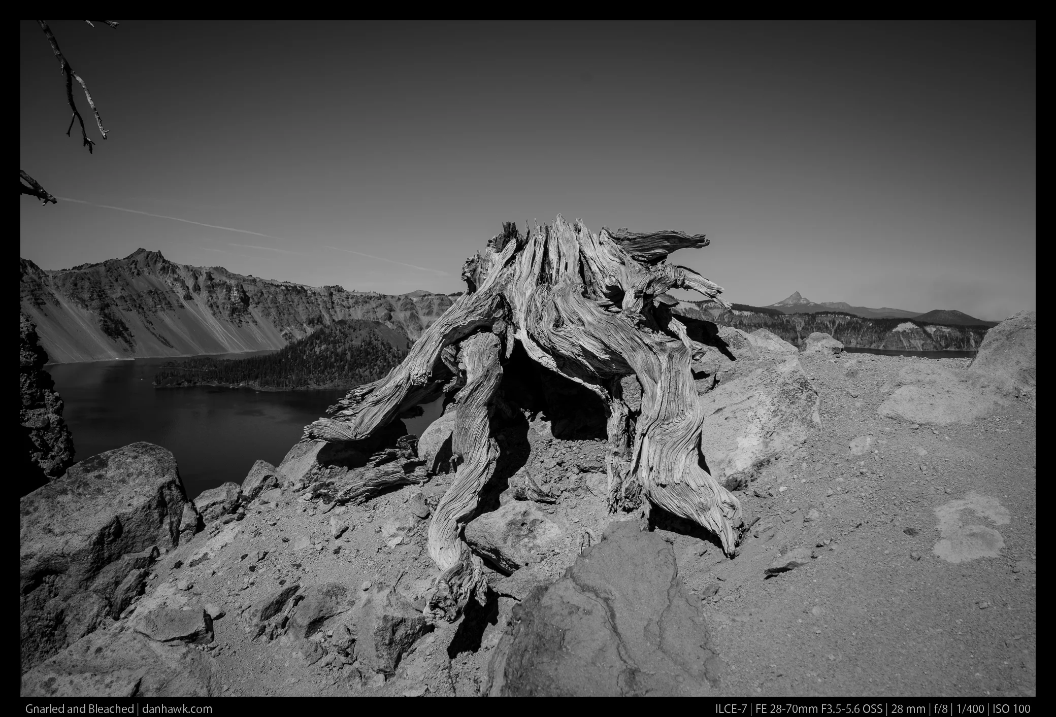 Gnarled and Bleached