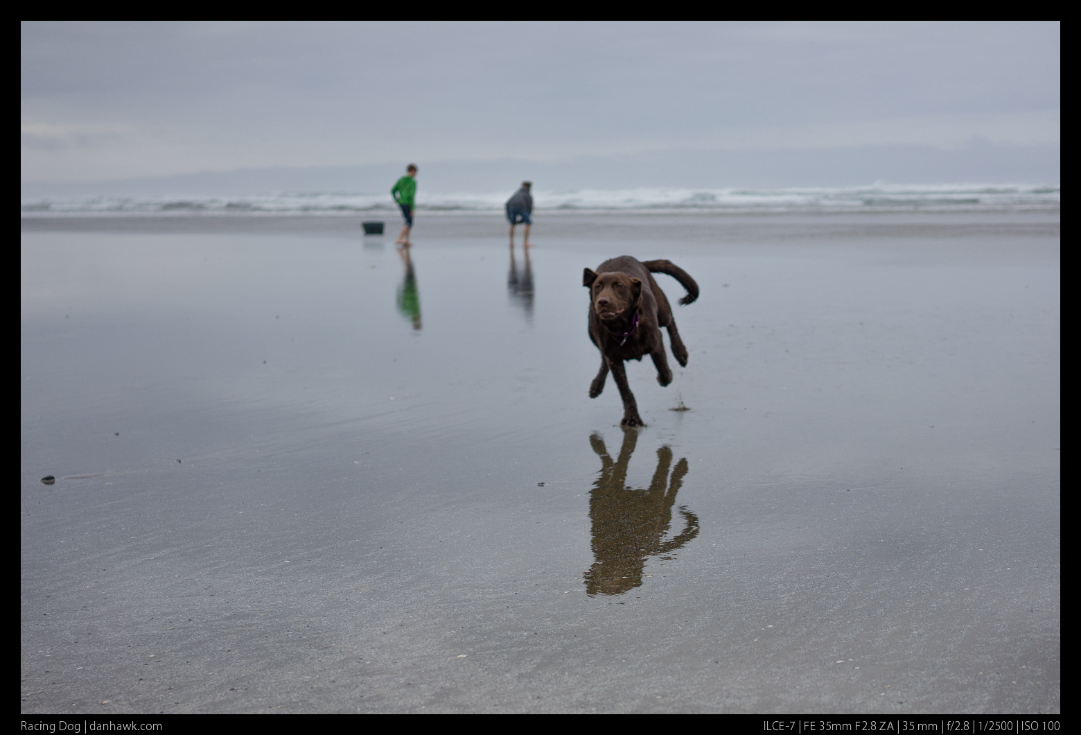 Racing Dog