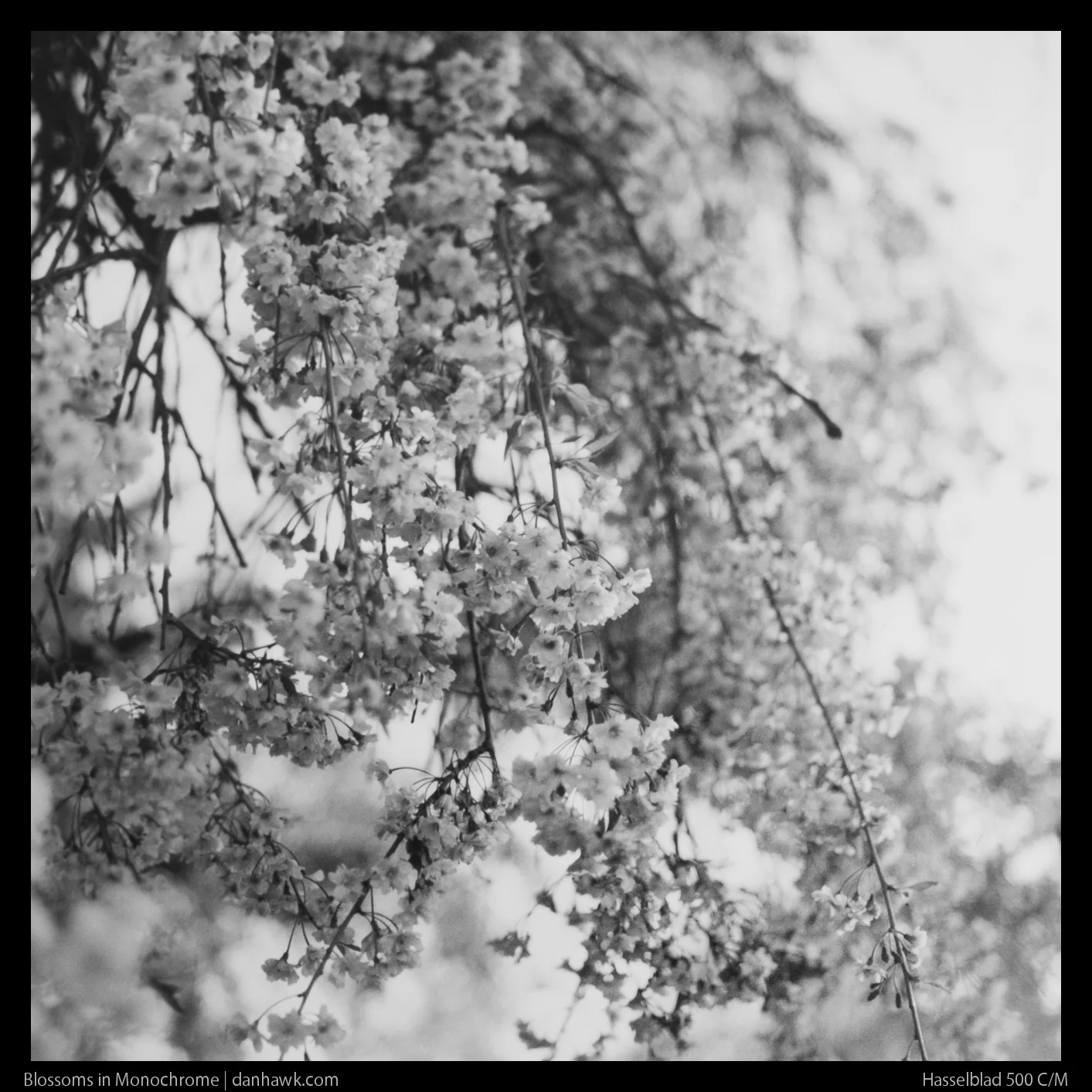 Blossoms in Monochrome