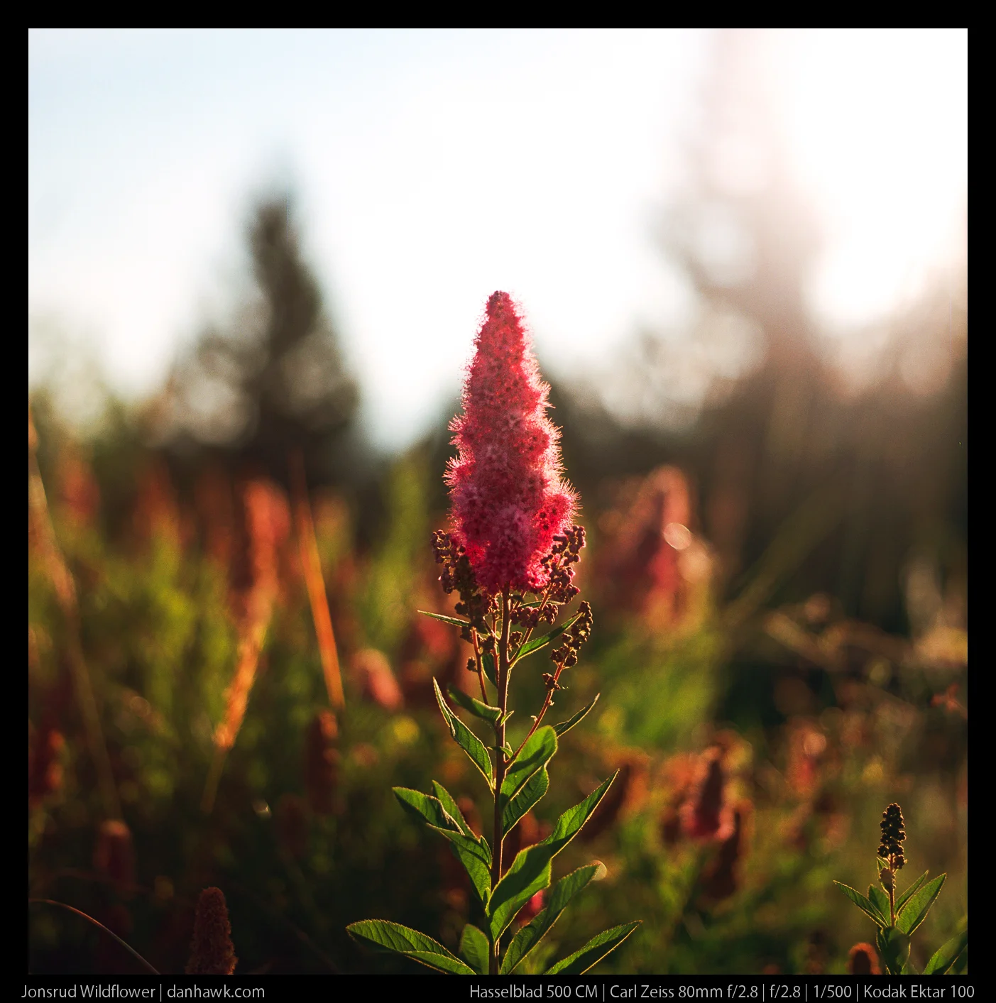 Jonsrud Wildflower