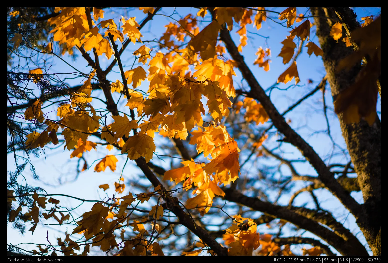 Gold and Blue