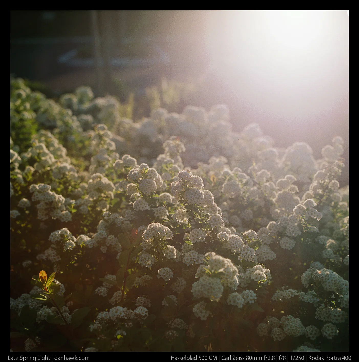 Late Spring Light