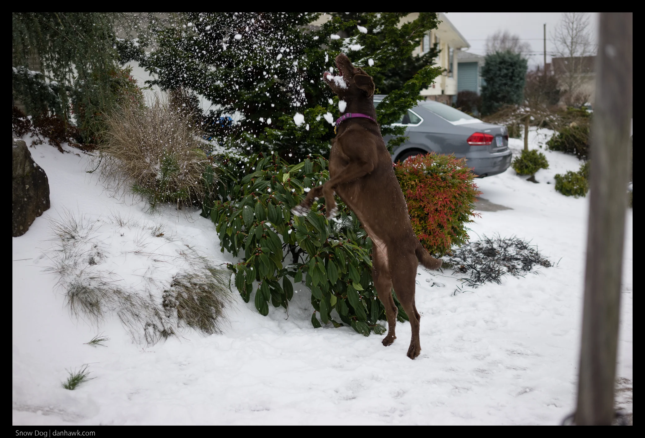 Snow Dog