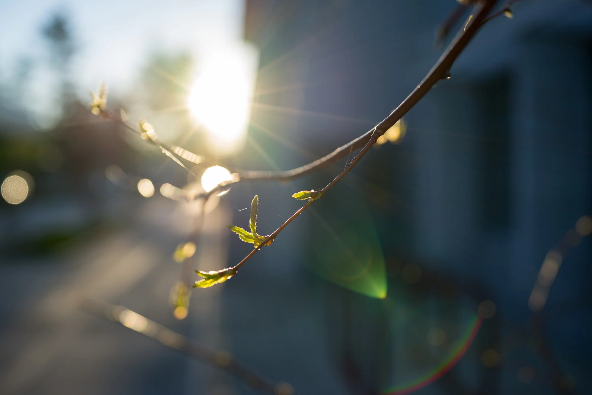 Branch & Flare
