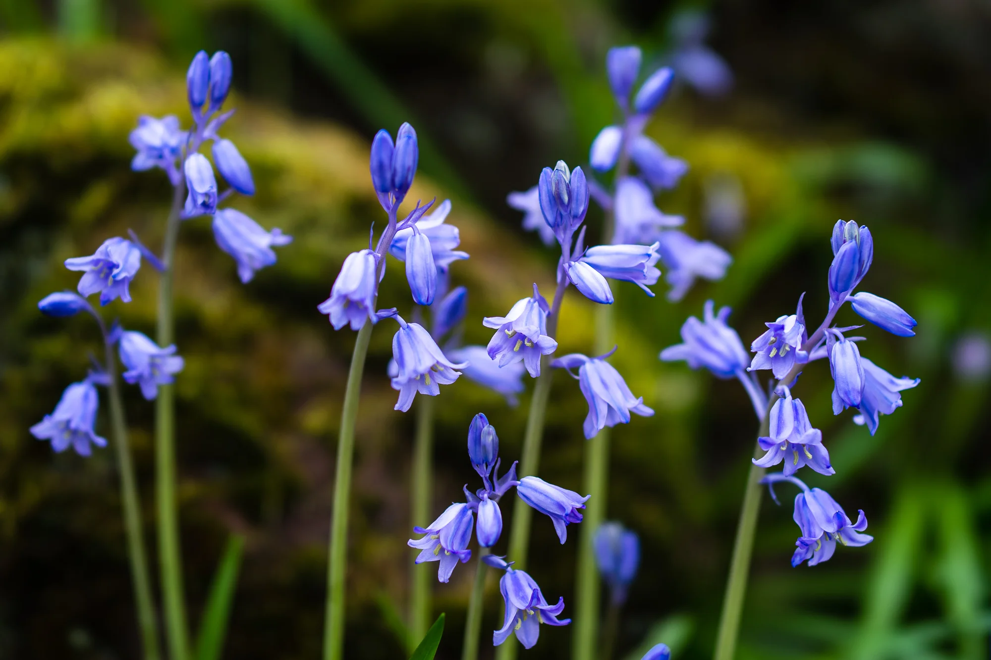 Backyard BlueBells