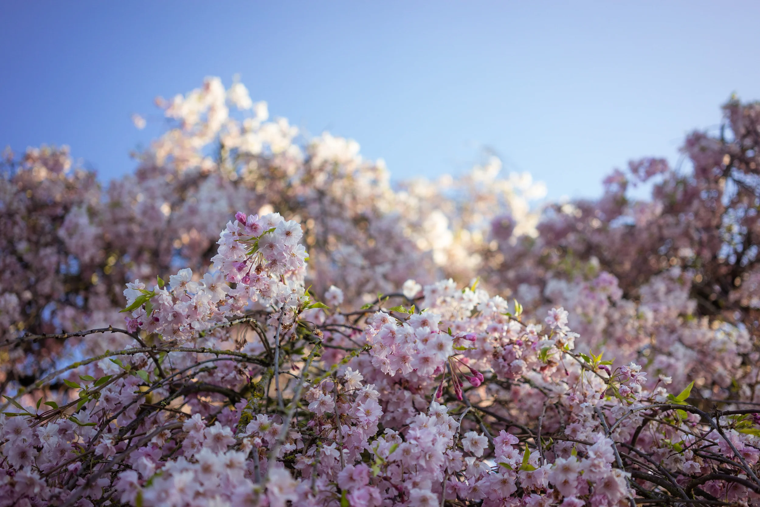 Blossoms on Blue