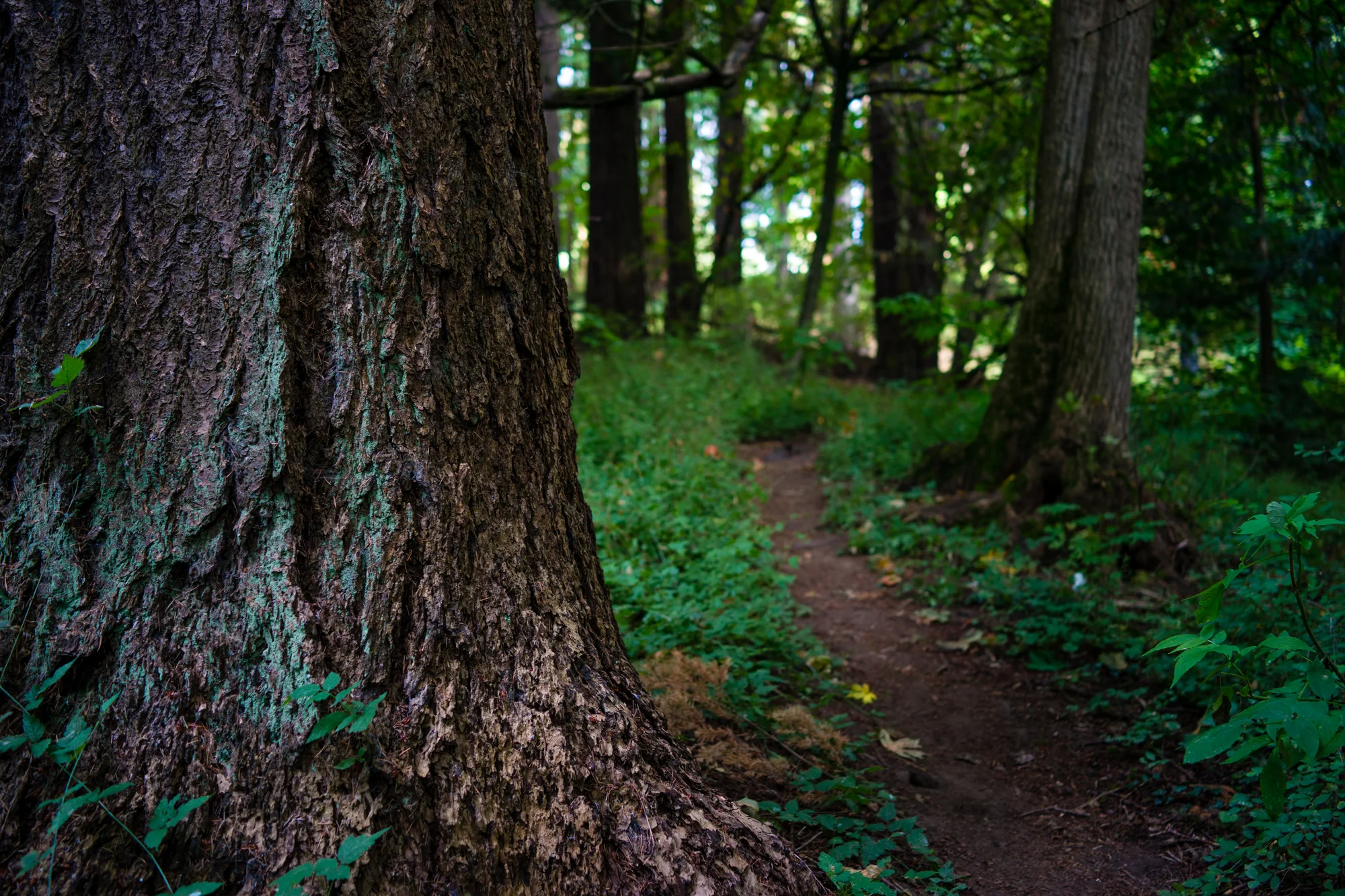 The Narrow Path