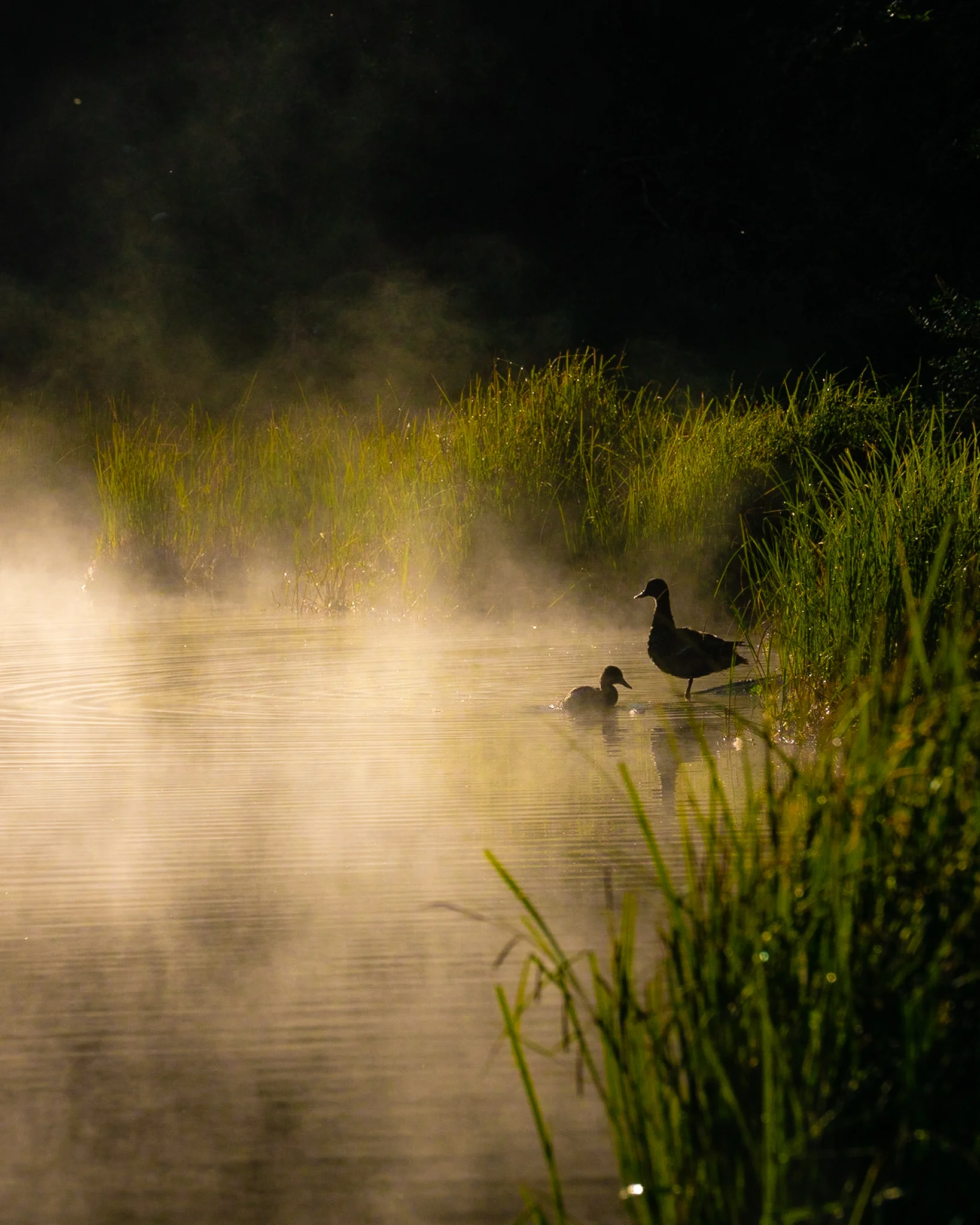Ducks and Fog.jpg