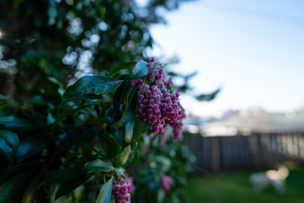 Flowers at f-2.8-1.jpg