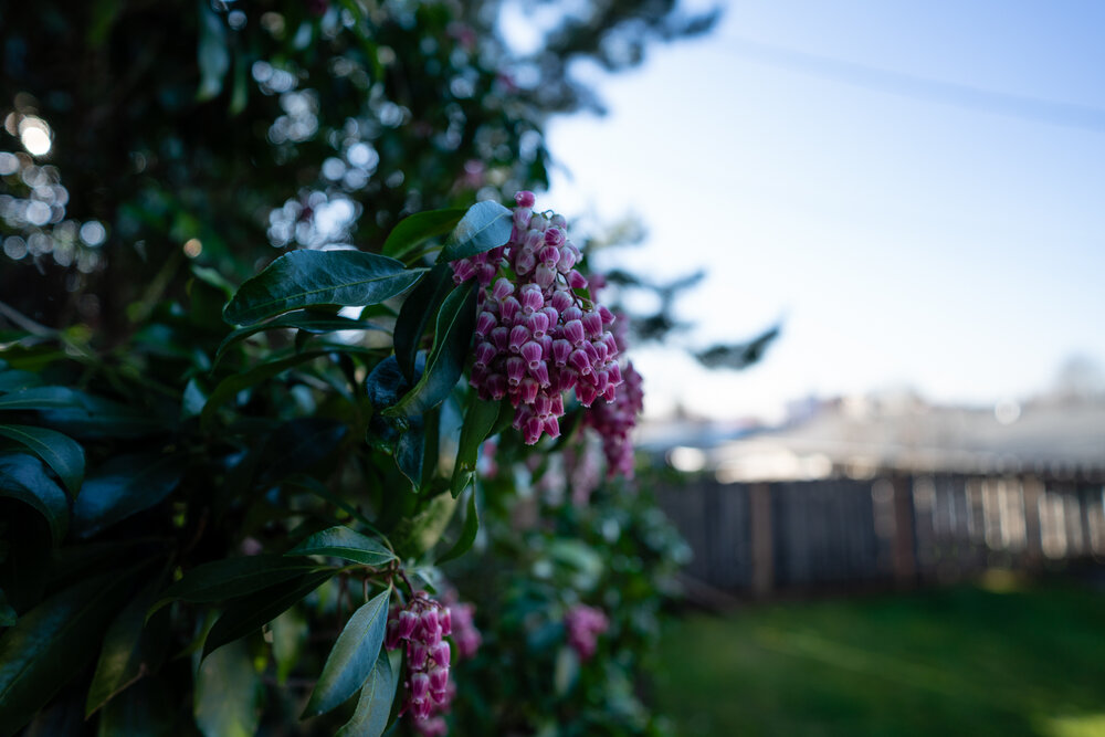 Flowers at f-2.8-2.jpg