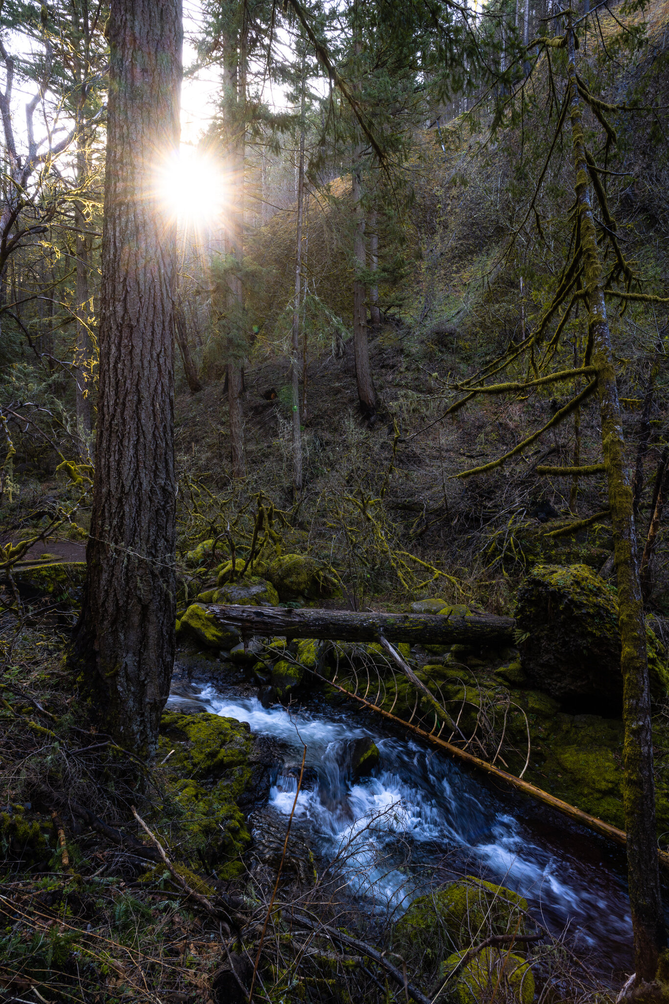 Sunstar Creek 18.jpg