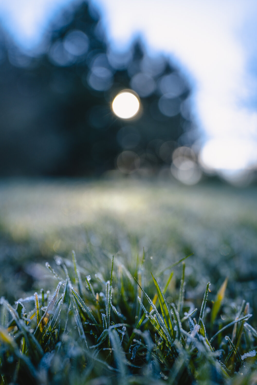 Frozen Grass 20 1.jpg