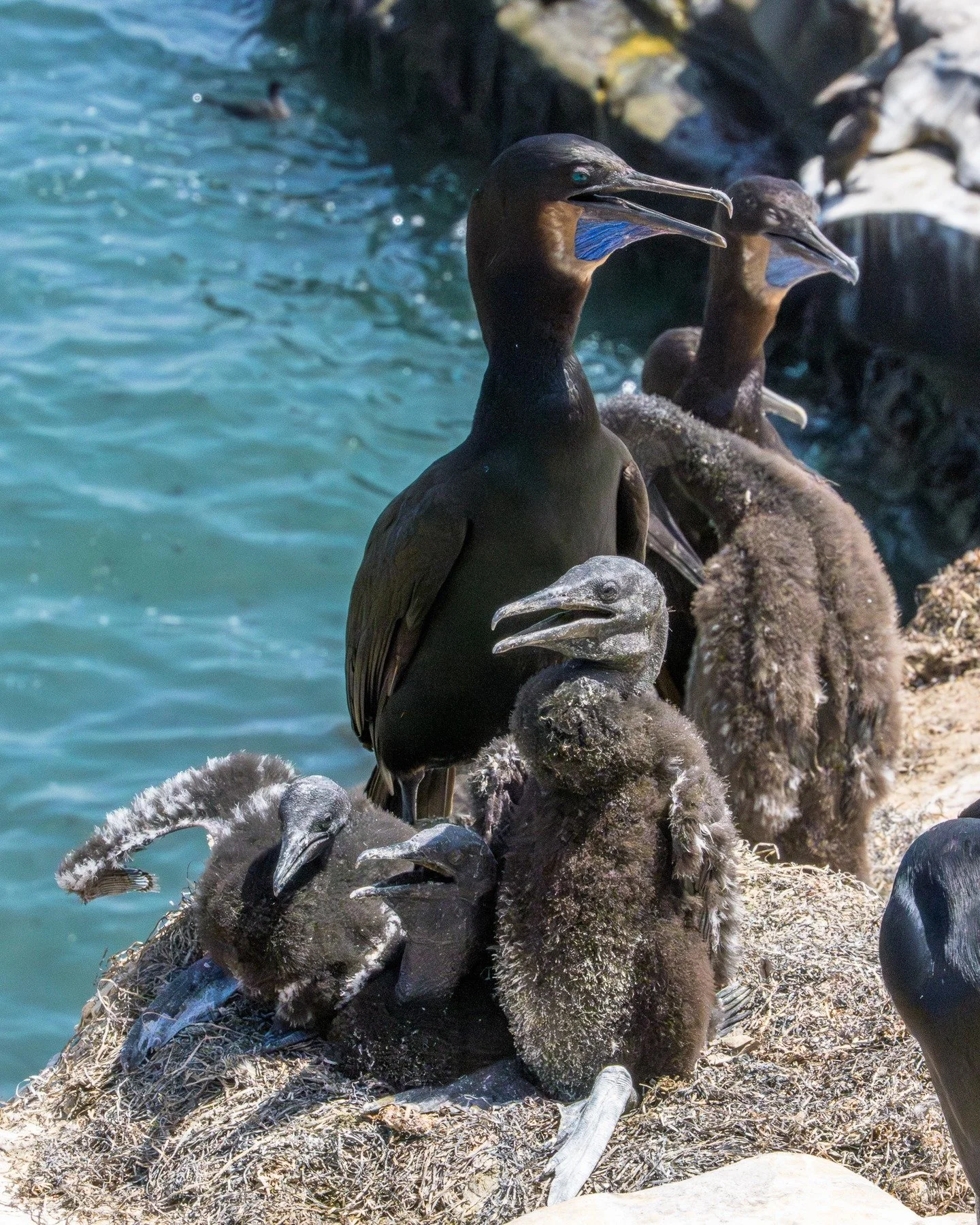 Sometimes you come across really interesting wildlife when you aren't expecting it. These are Brandt's Cormorants nesting on the cliffs at La Jolla Cove in California. 

We were meeting up with my wife's family to see the Sea Lions, but I couldn't he