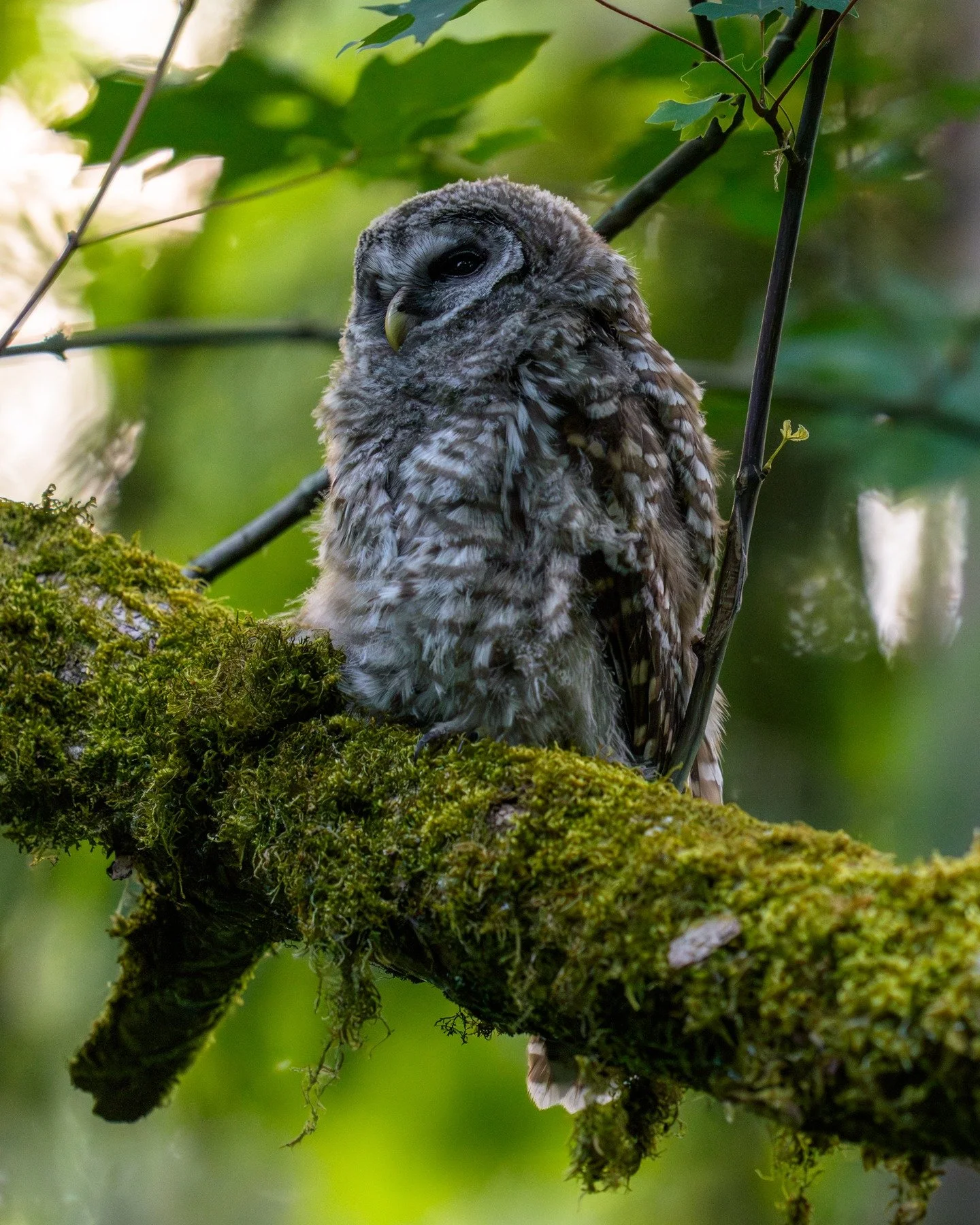 I was blessed with an invitation from a friend to go see this family of Barred owls a few weeks back and just made time to go through the images. 

Pictured here are 2 of their 4 babies, and one of the parents. One of the other babies was there, but 
