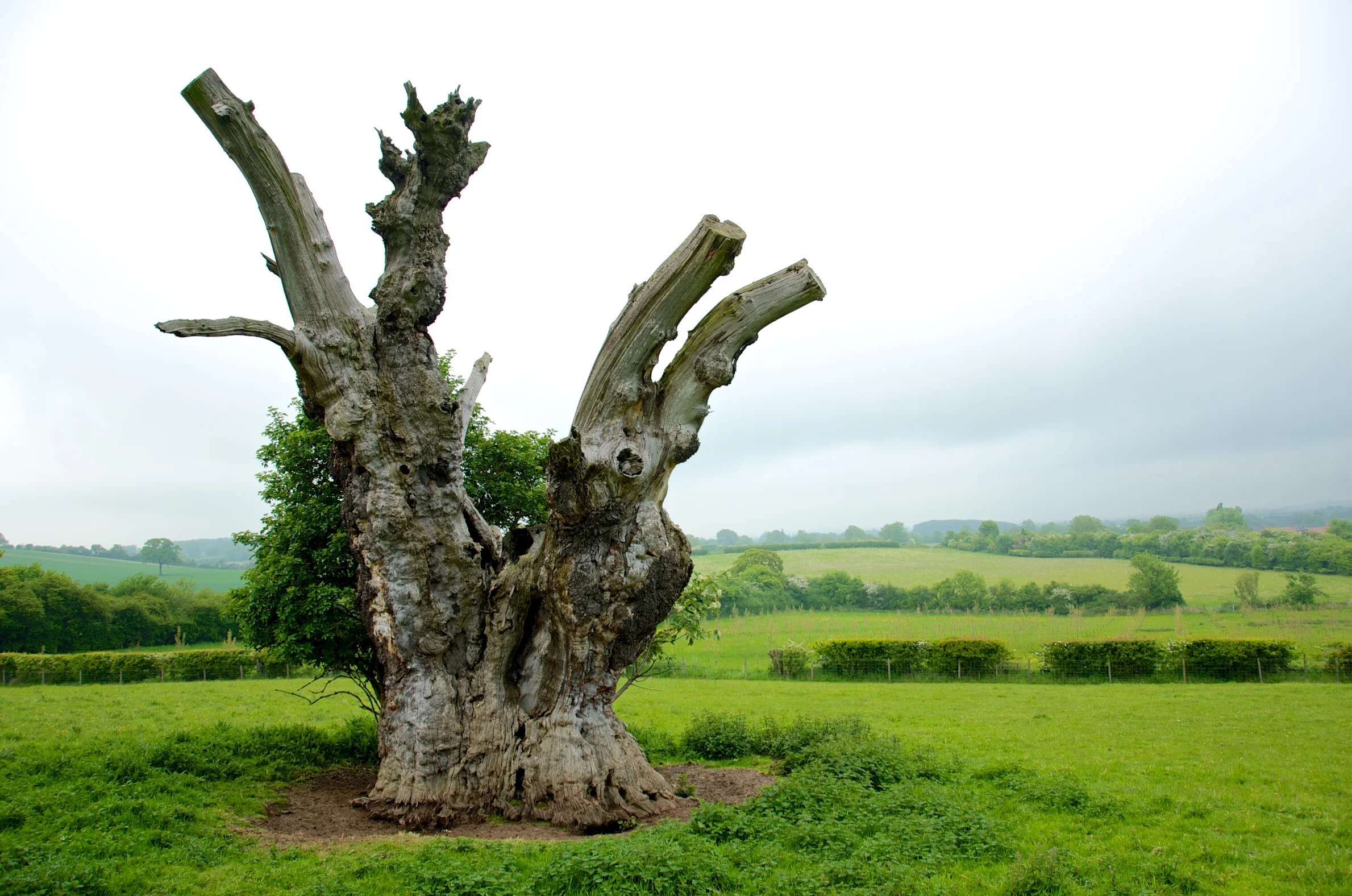 Bunyan Oak 4.jpg