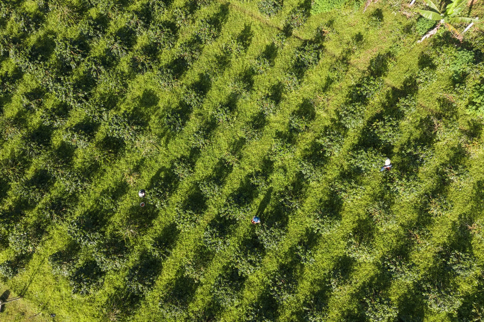 038_IFAD_MINDANAO_DRONE_0044FIN_CR_2000pix.JPG